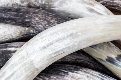 natural horn sourced as byproduct of meet industry